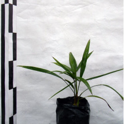 Пальма трахикарпус форчуна
