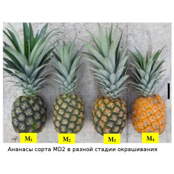 Фото из французской статьи с описание сорта MD2
