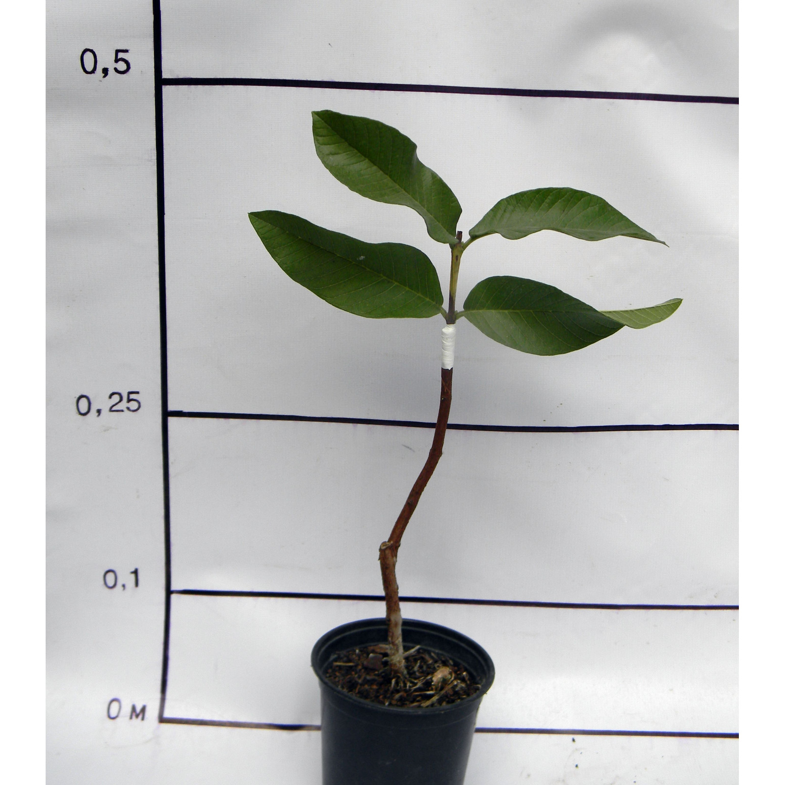 Гуайява египетская грушевидная