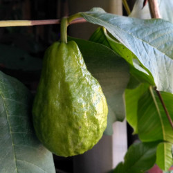 Гуайява египетская грушевидная