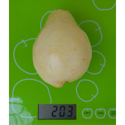 Гуайява египетская грушевидная