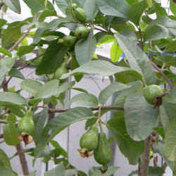 Гуайява египетская грушевидная