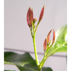 Лимон новогрузинский 053