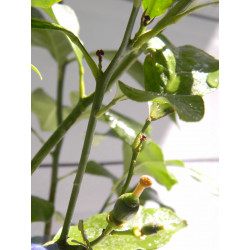 Лимон новогрузинский 053