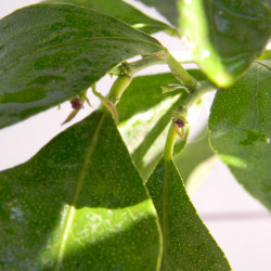 Лимон новогрузинский 053