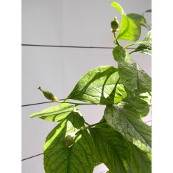 Лимон новогрузинский 053