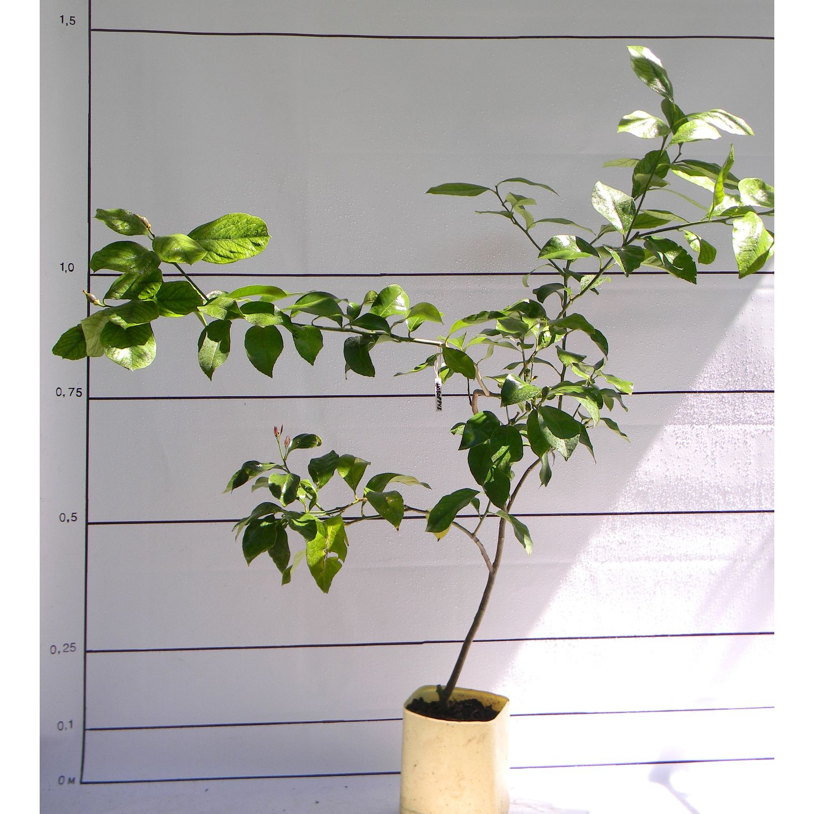 Лимон новогрузинский