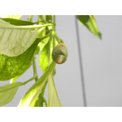 Лимон новогрузинский 035