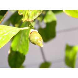 Лимон новогрузинский 035