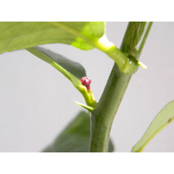 Лимон новогрузинский 035