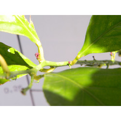 Лимон новогрузинский 035