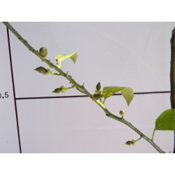 Лимон новогрузинский 035