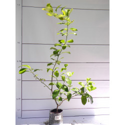 Лимон новогрузинский