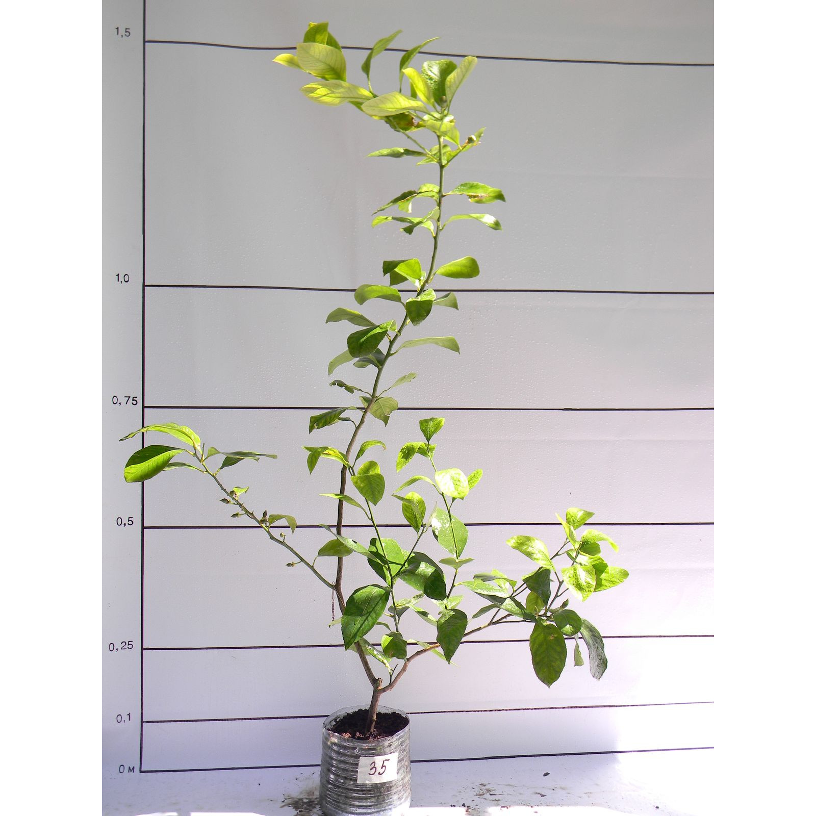 Лимон новогрузинский