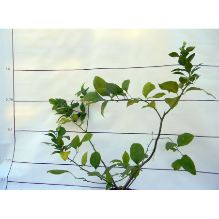 Лимон новогрузинский