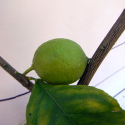 Лимон новогрузинский 035