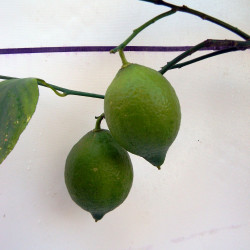 Лимон новогрузинский 035