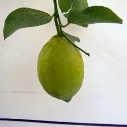 Лимон новогрузинский 024