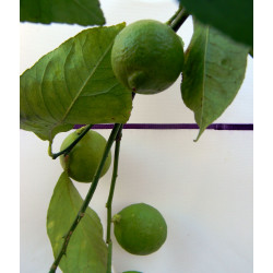 Лимон новогрузинский 038