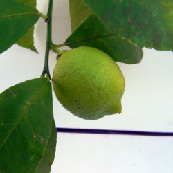 Лимон новогрузинский 038