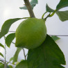 Лимон новогрузинский 038