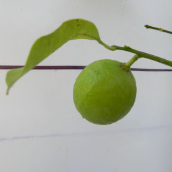 Лимон новогрузинский 053