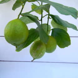 Лимон новогрузинский 053