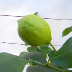 Лимон новогрузинский 026