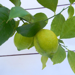 Лимон новогрузинский 026