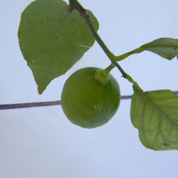 Лимон новогрузинский 054