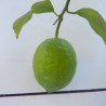 Лимон новогрузинский 054