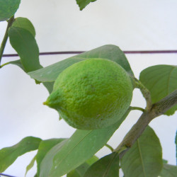 Лимон новогрузинский 054
