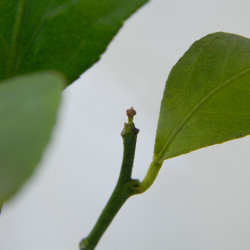 Лимон новогрузинский 028