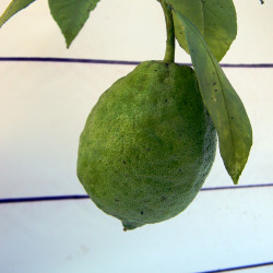 Лимон новогрузинский 028