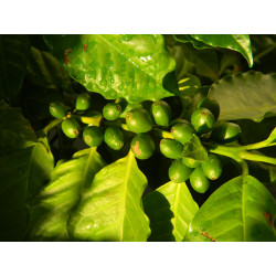 Зеленые ягоды кофе