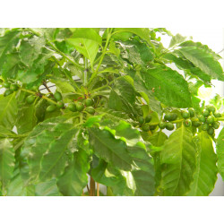 Кофе арабика 001