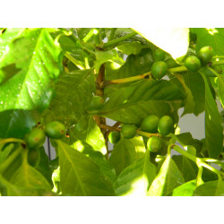 Кофе арабика 001