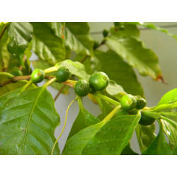 Кофе арабика 001