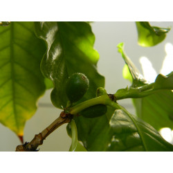 Кофе арабика 001