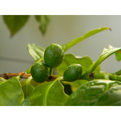 Кофе арабика 001