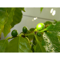 Кофе арабика 001