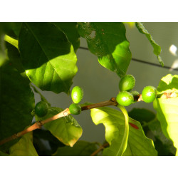 Кофе арабика 001