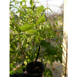 Гуайява египетская грушевидная