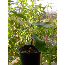 Гуайява египетская грушевидная