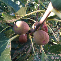 Инжир розовый, плоды 90-120 г.