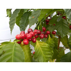 Зрелые ягоды кофе