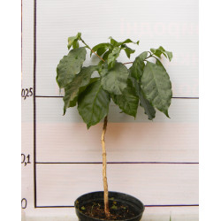 Кофе арабика 101