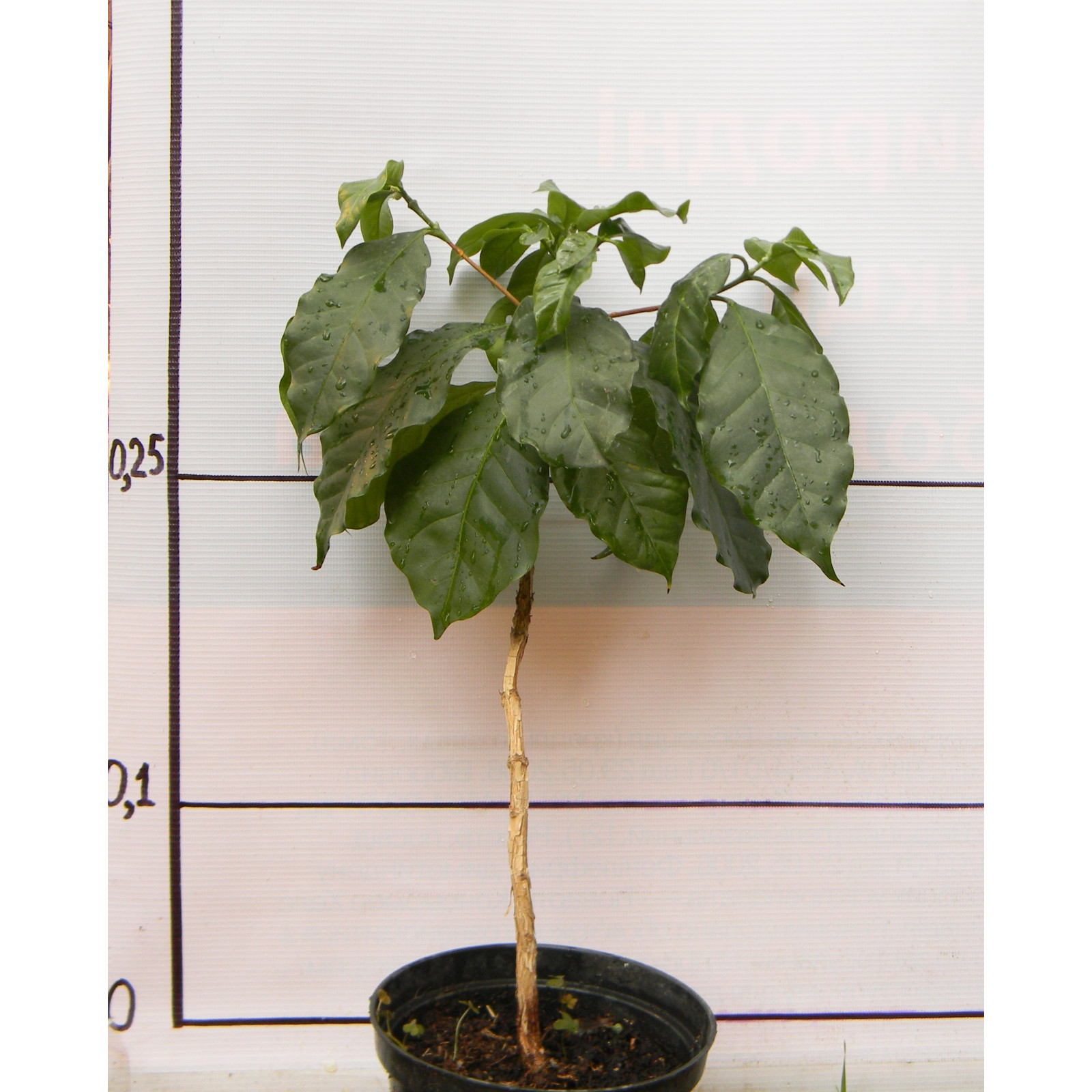 Кофе арабика 101