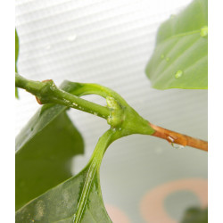 Кофе арабика 101