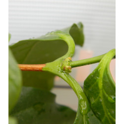 Кофе арабика 101